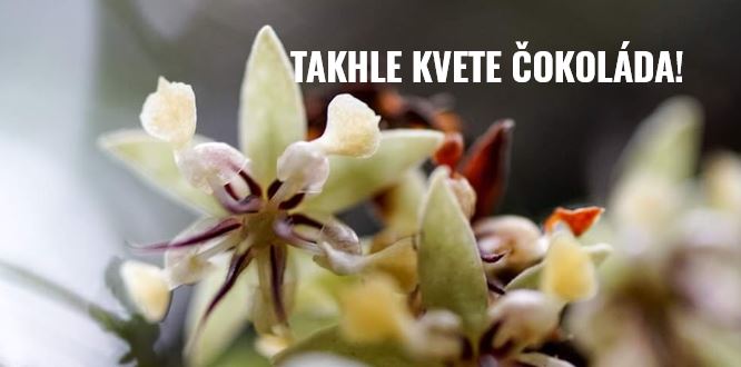 Povolte prosím zobrazení obrázků/Please allow images